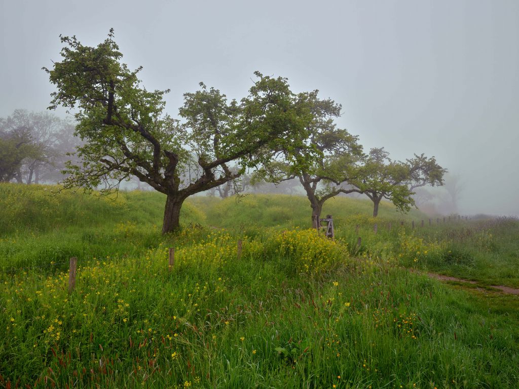 Bomen met gele bloemen en mist