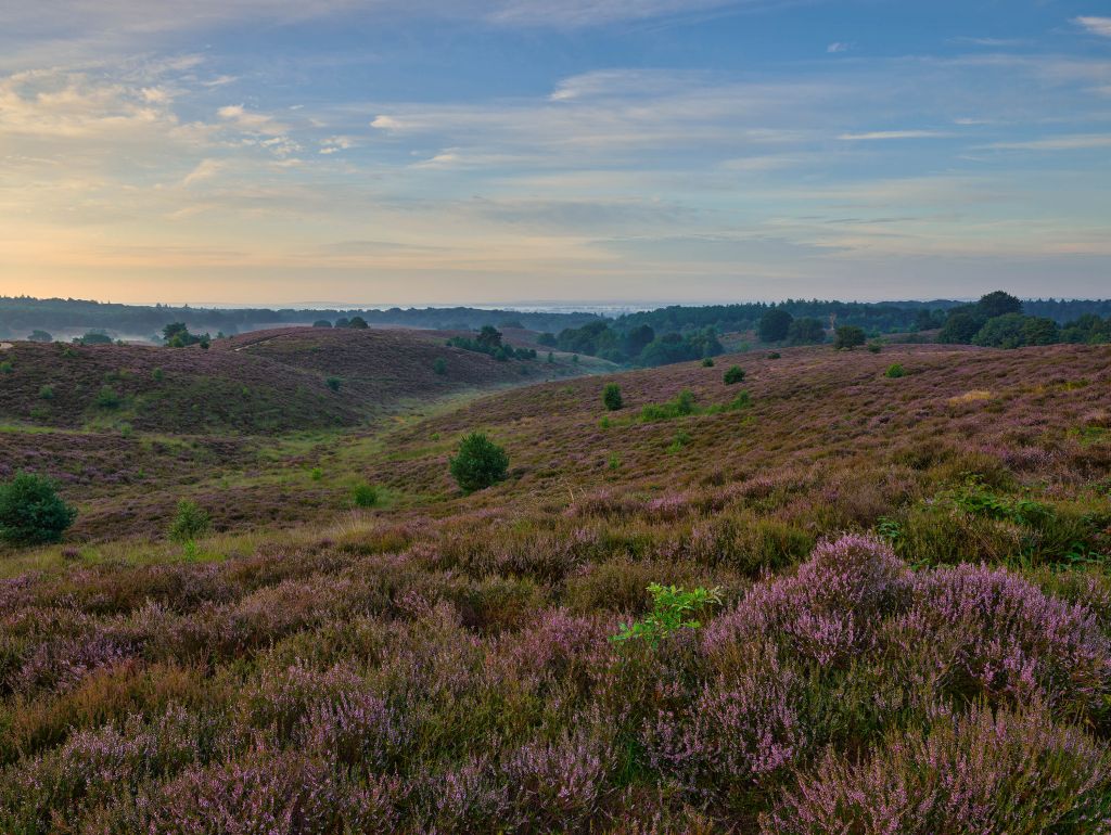 Heide in bloei