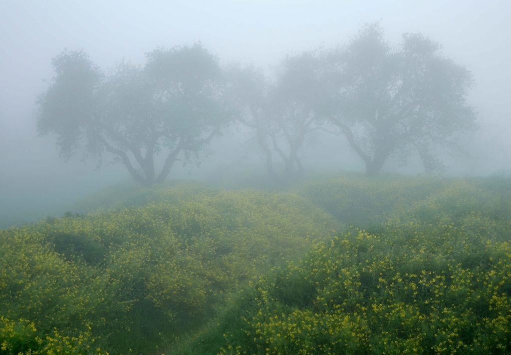 Bomen in dichte mist