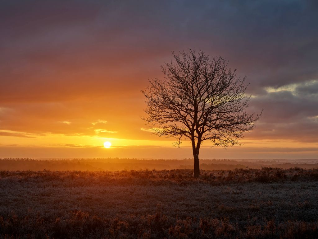 Kleurrijke zonsopgang op de heide