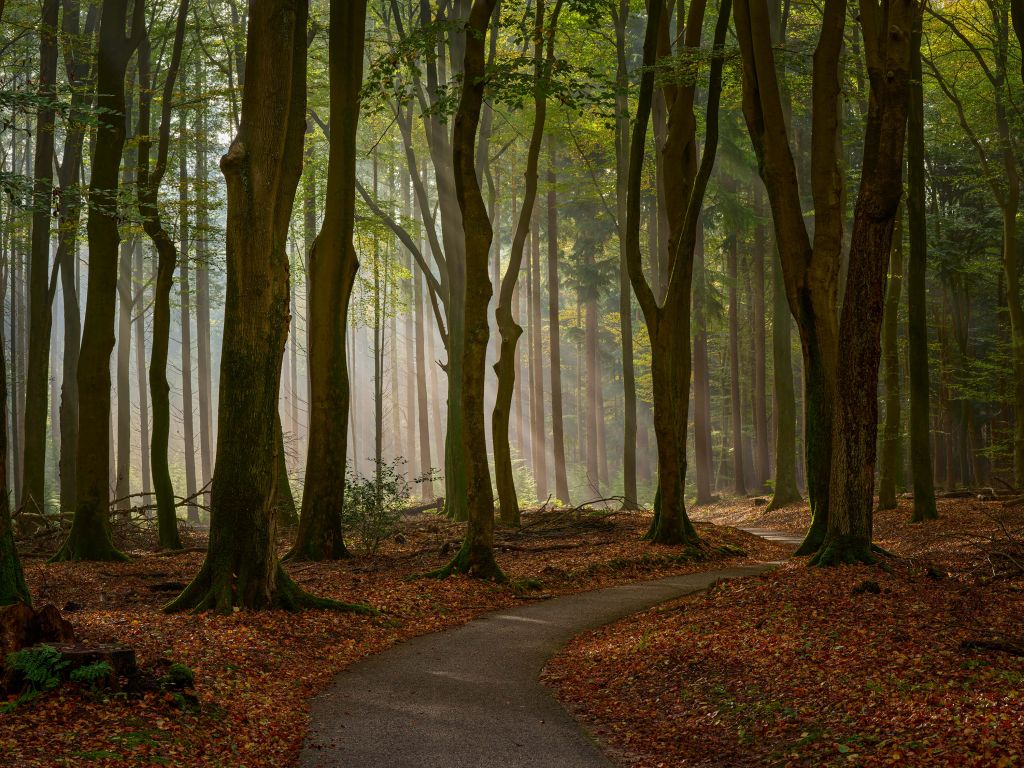 Zonnestralen bij pad door het bos