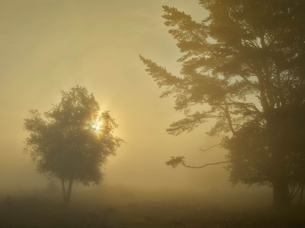 Zonsopkomst in de mist