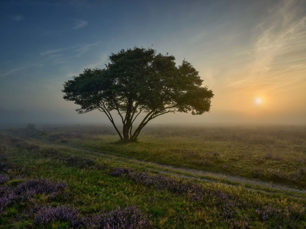 Zonsopkomst op de heide