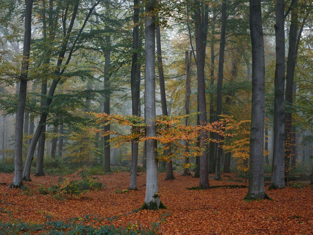 Herfstkleuren in mistig bos