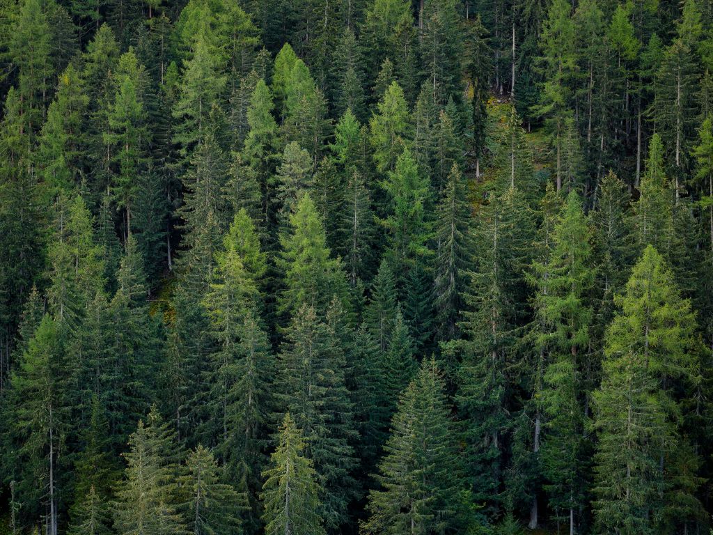 Groen sparrenbos