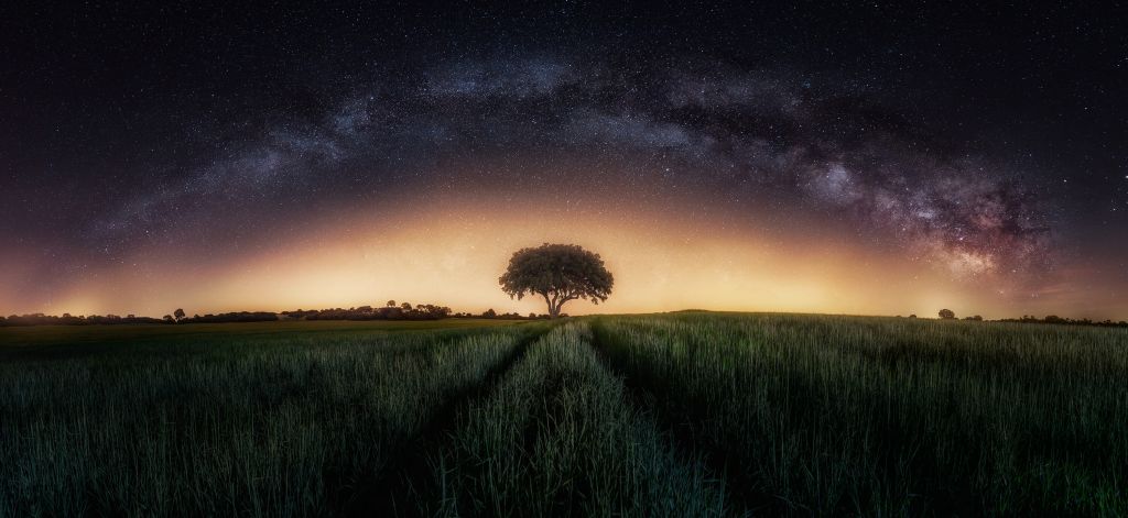 Milky way over lonely tree