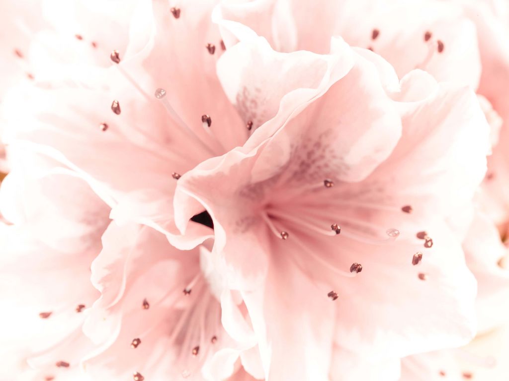 Azalea bloem