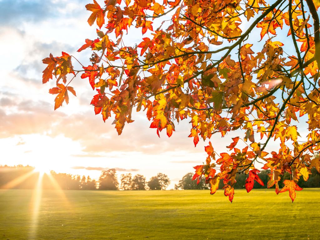 Herfstboom bij zonsondergang