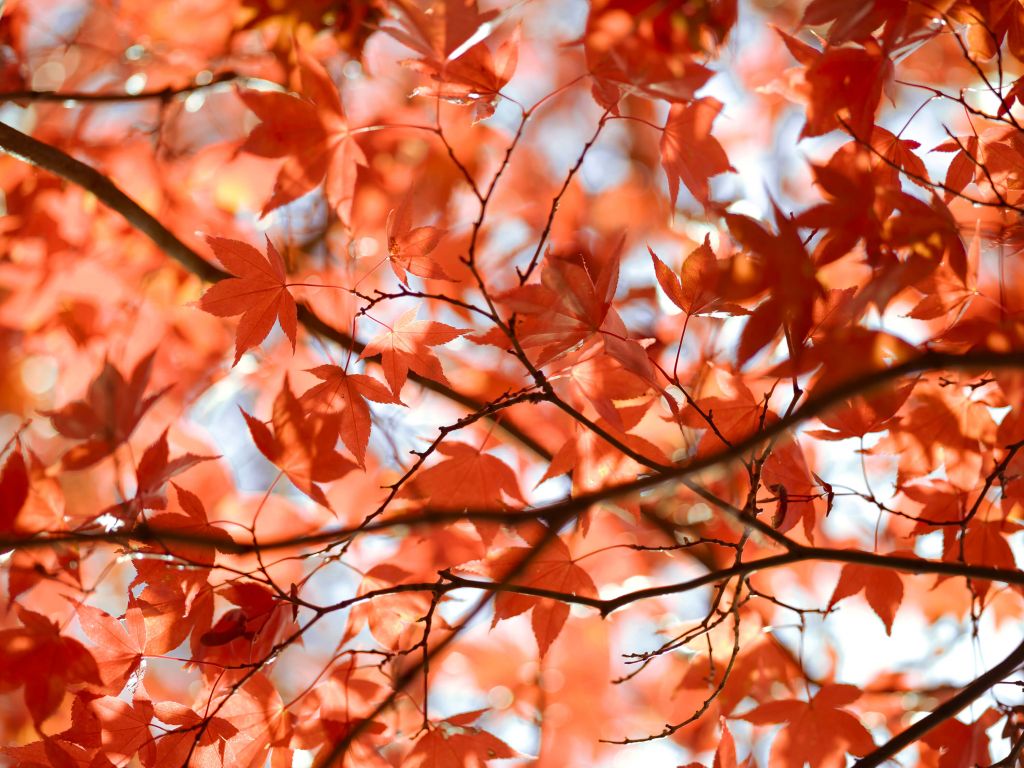 Kleurrijke herfstbladeren