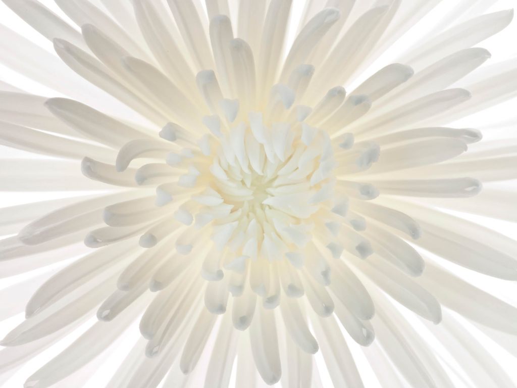 Chrysanthemum