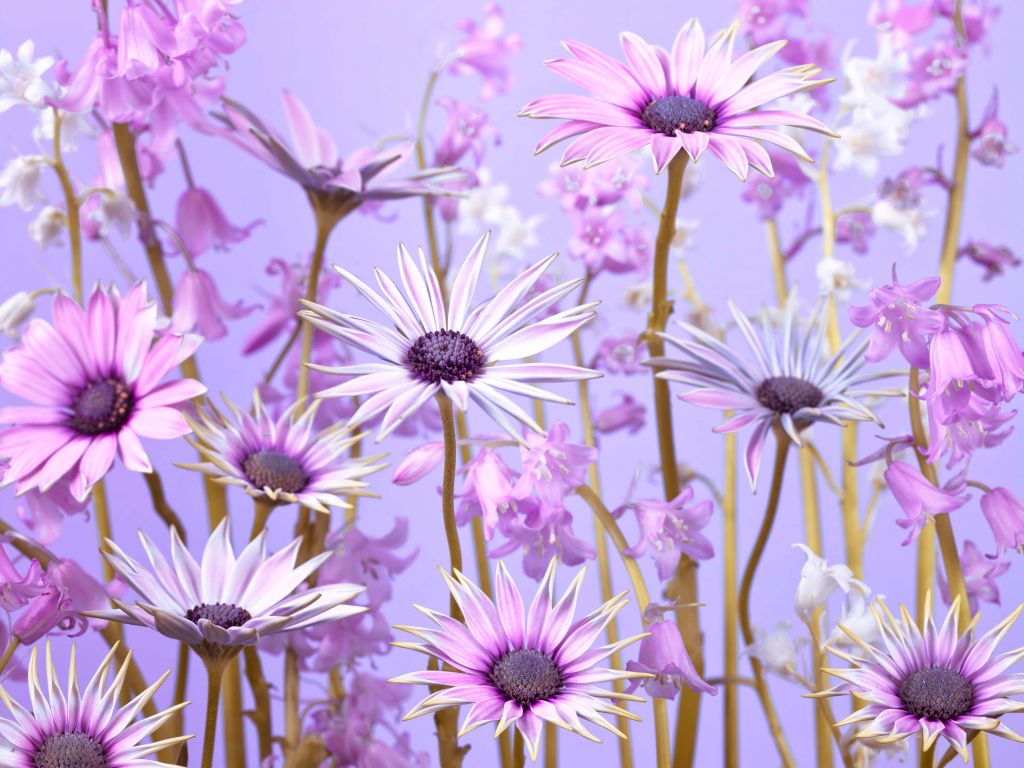 Kleurrijke paarse bloemen
