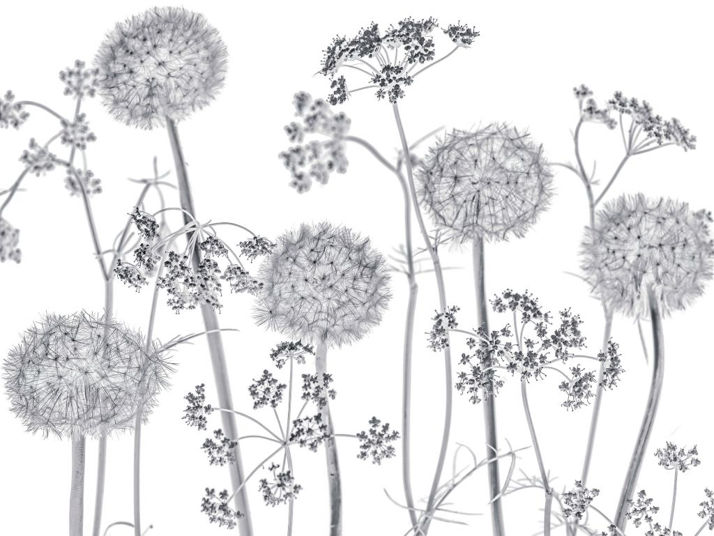 Meadow bloemen in zwart-wit