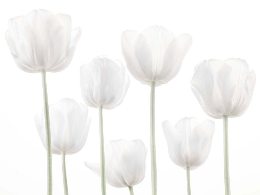 Witte tulpen