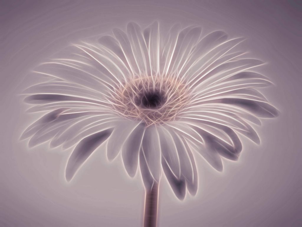 Gerbera bloem