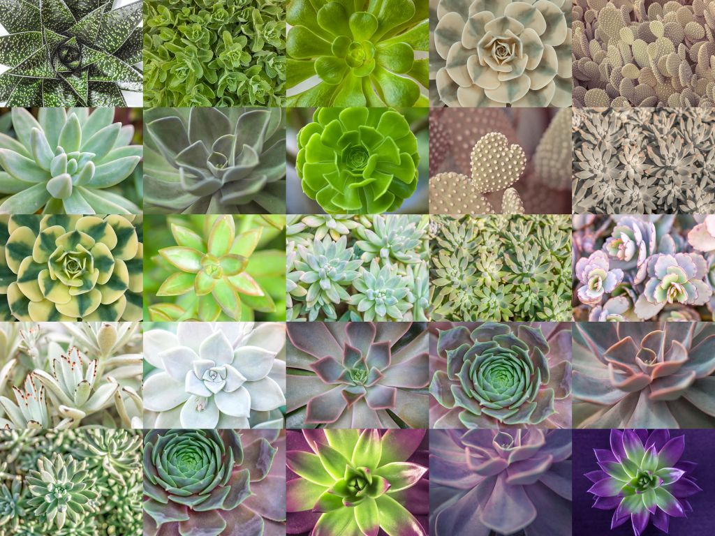 Vetplanten collage