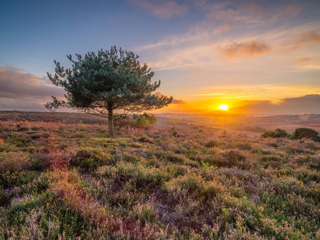 Zonsondergang op de heide