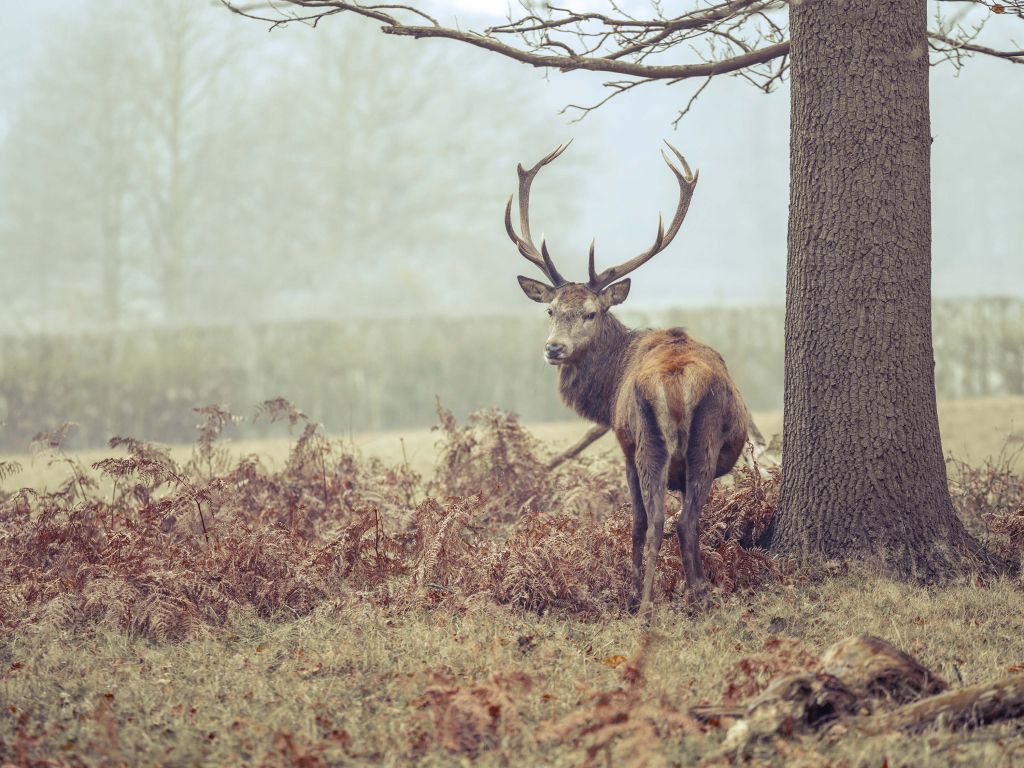 Hert in de mist