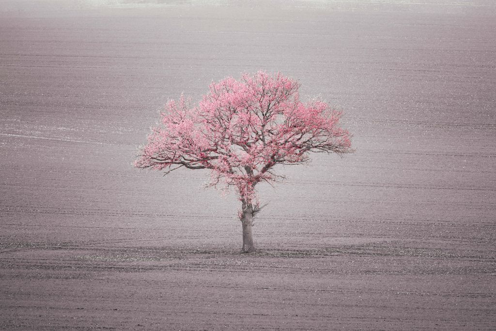 Roze bladeren