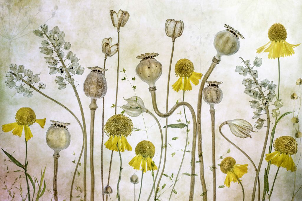 Poppies and Helenium