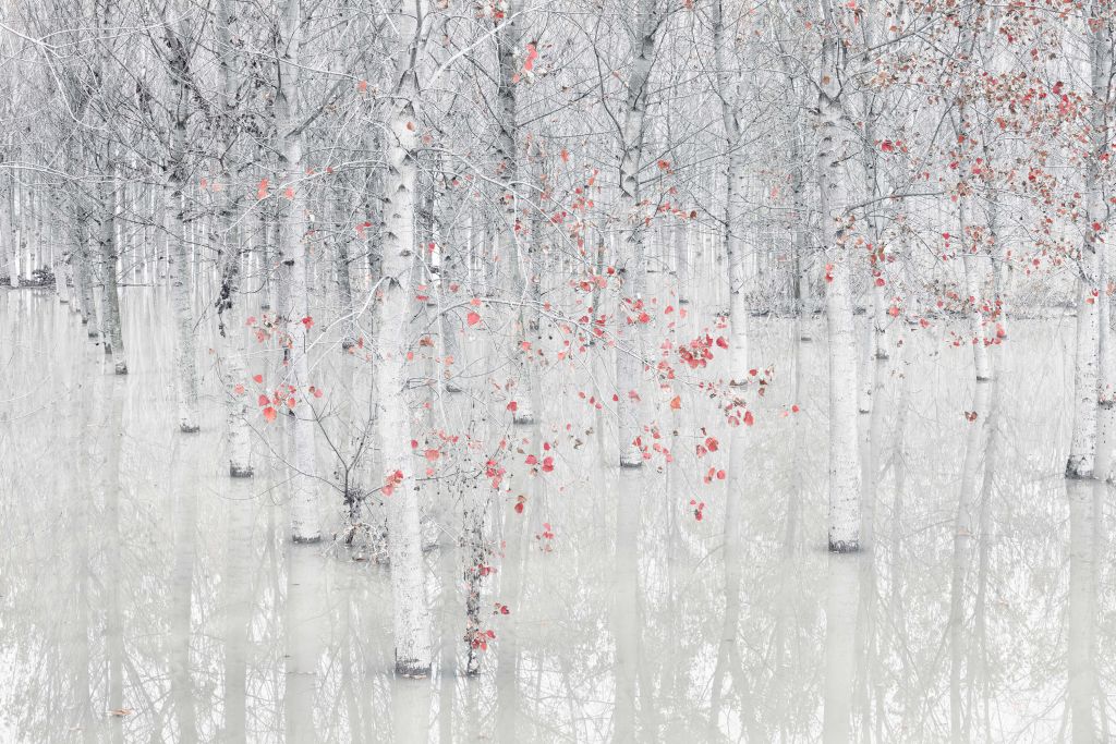 Red a white