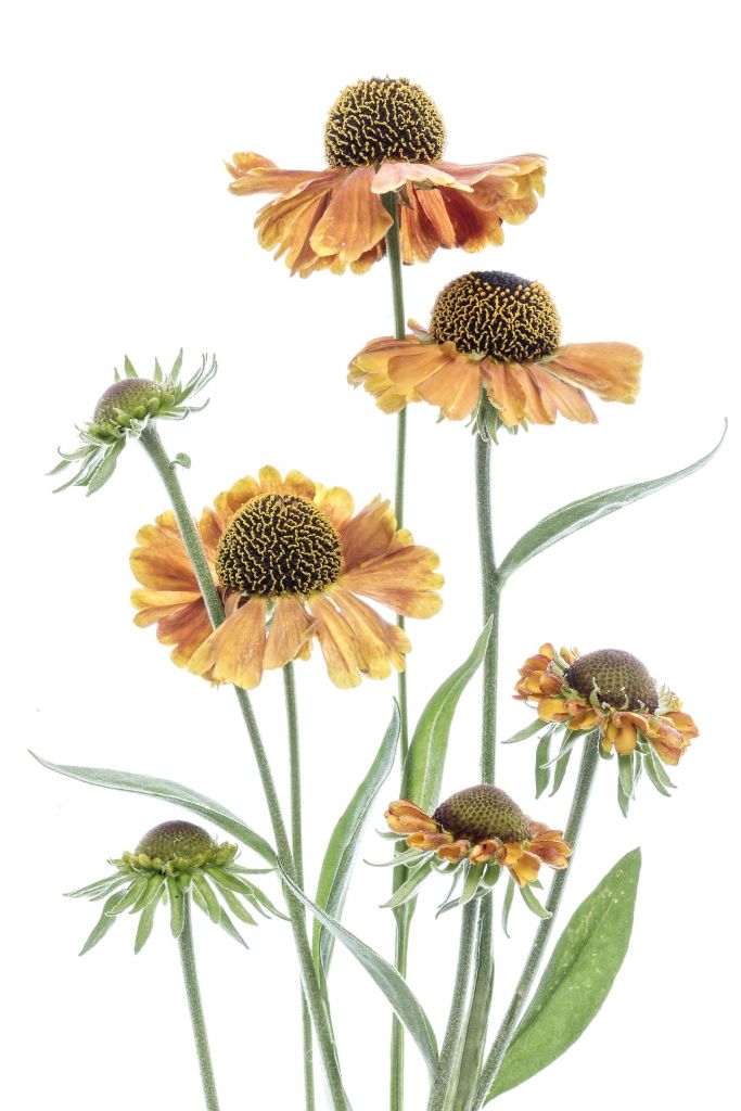 Gele helenium