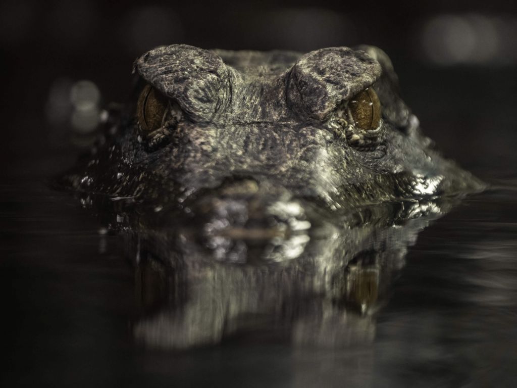 Jagende krokodil