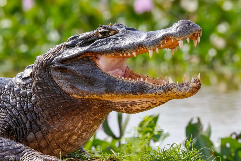 Krokodil met focus