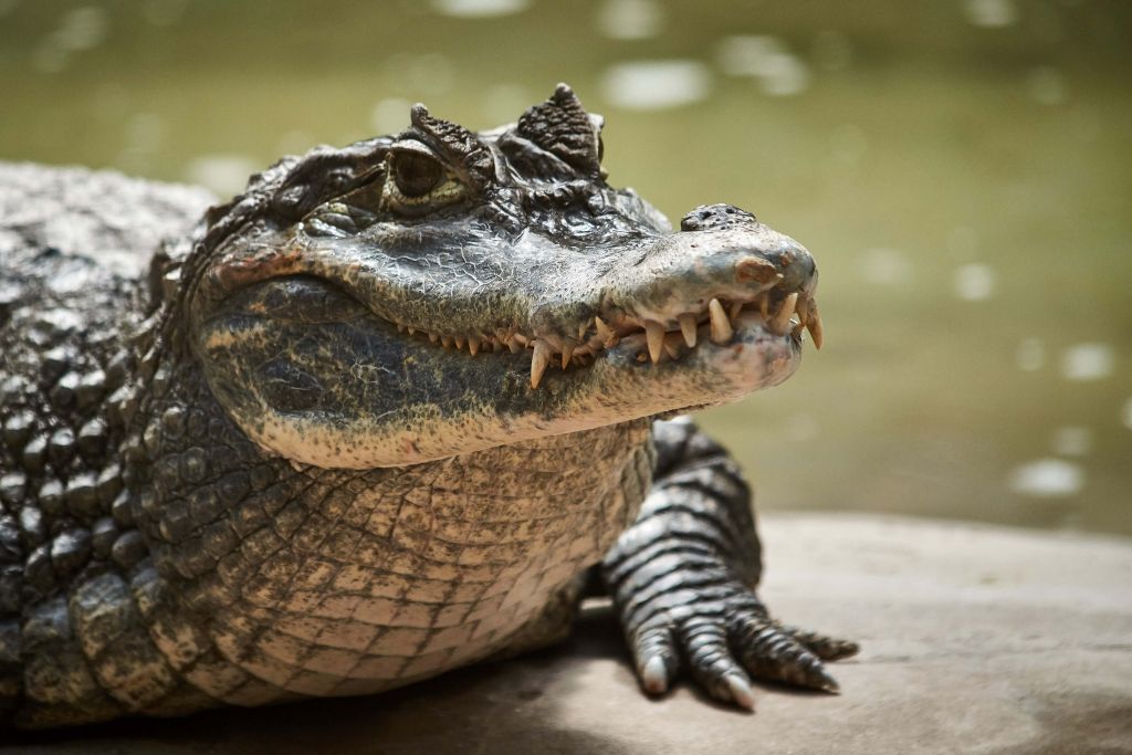 Jonge krokodil bij een meer