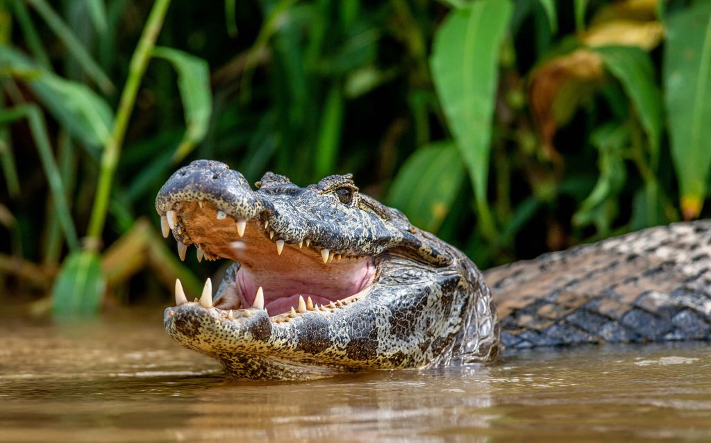 Krokodil in meer