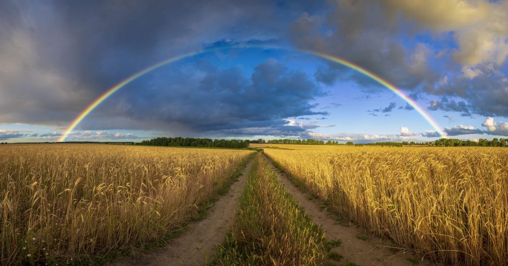 Regenboog over een graanveld