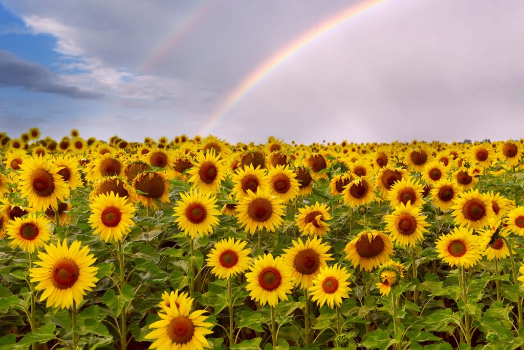 Regenboog bij zonnebloemen