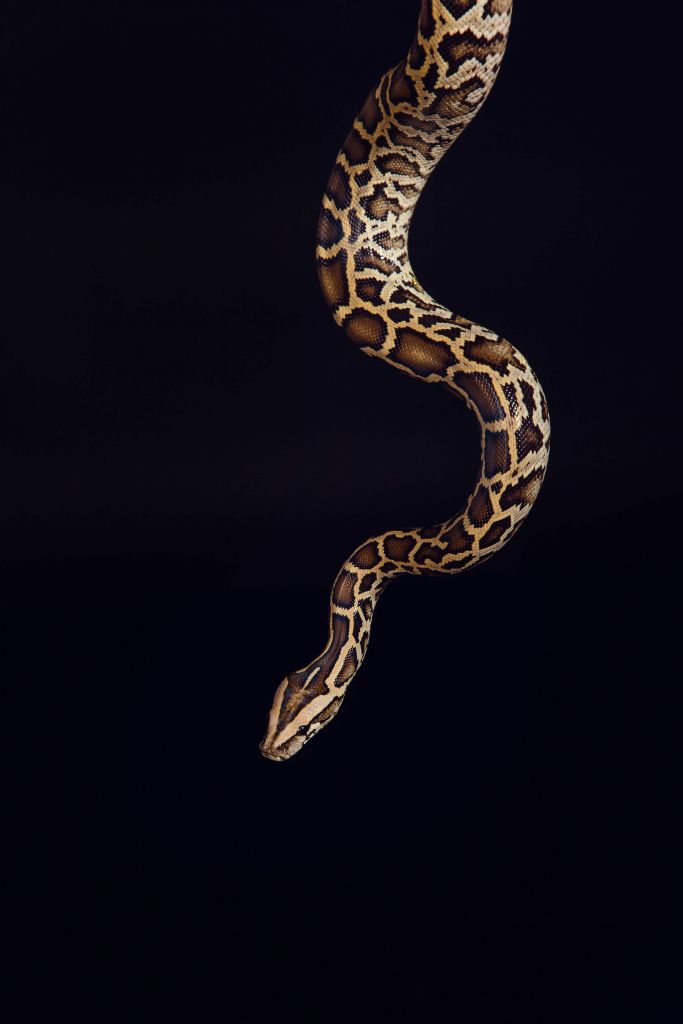 Tijger python