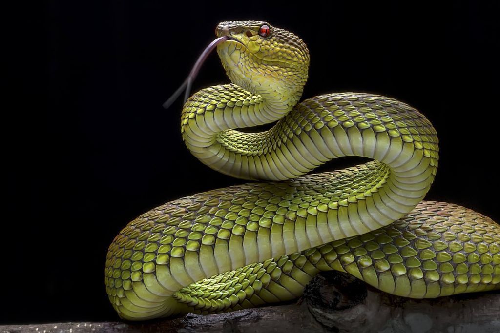 Green Goldy Viper