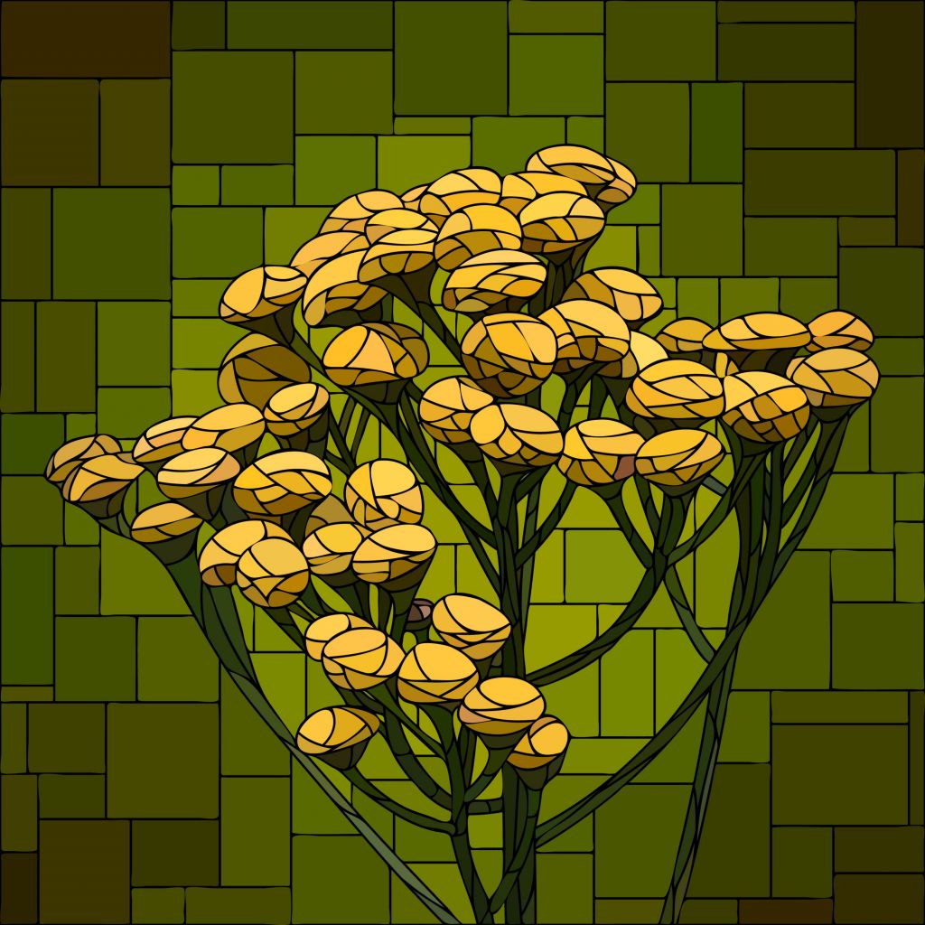 Bloem in bloei
