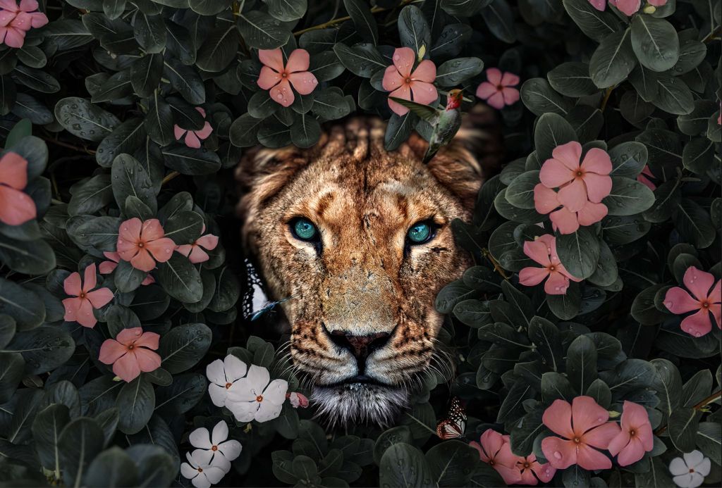 Jungle Lioness
