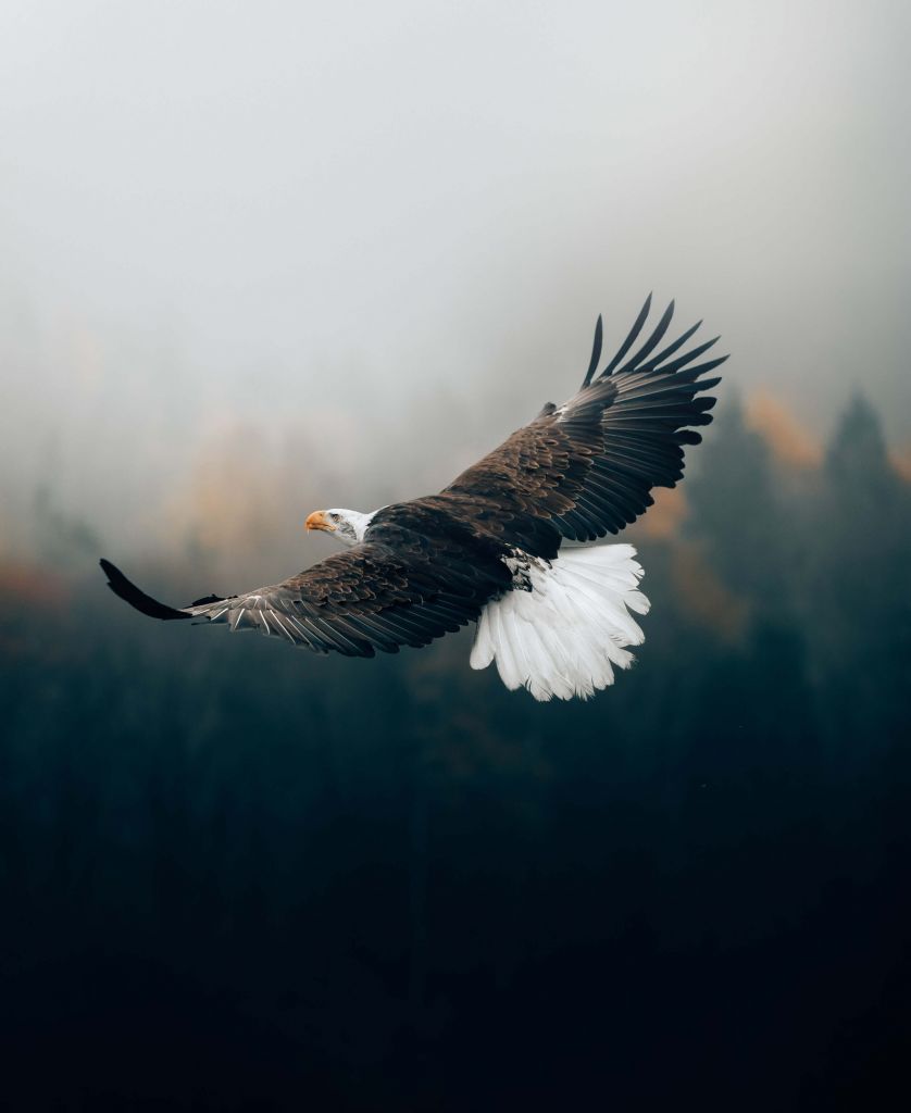 Zeearend boven het bos