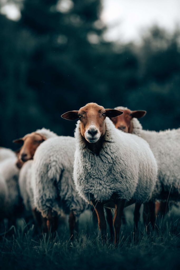 Schapen in de avond