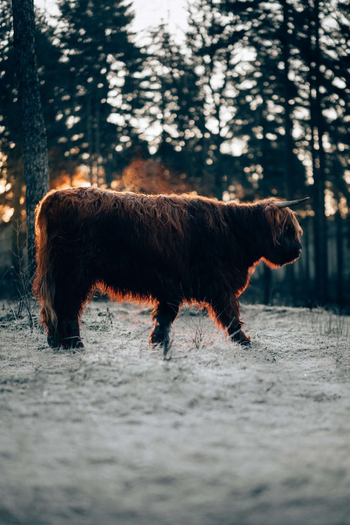Schotse hooglander tijdens een winterse dag