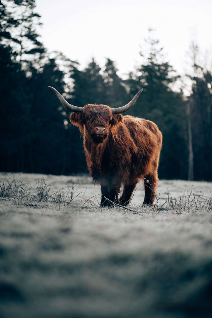 Oude schotse hooglander