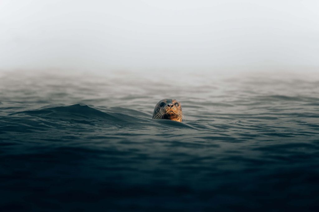 Zeehond bij Deense kust