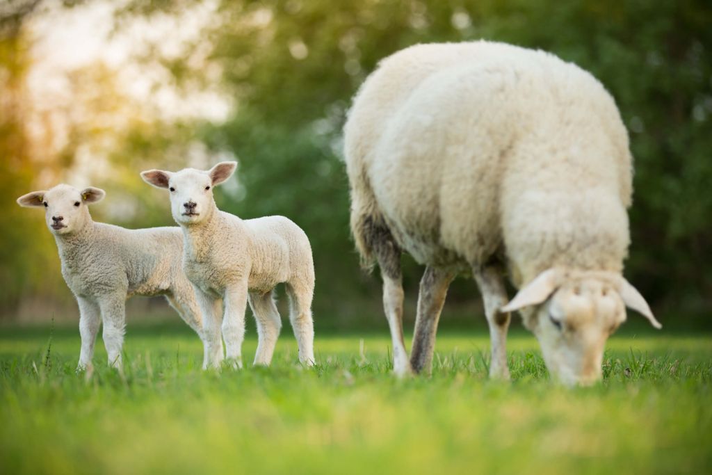 Moeder schaap met lammetjes