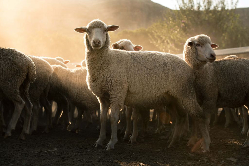 Kudde schapen met golden hour