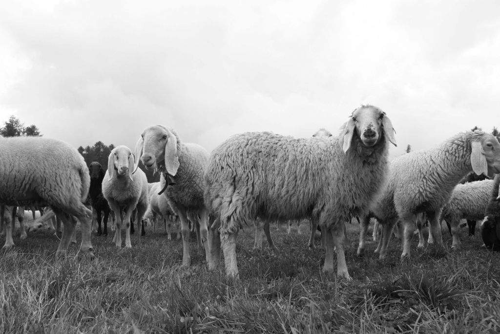Kudde schapen in zwart-wit