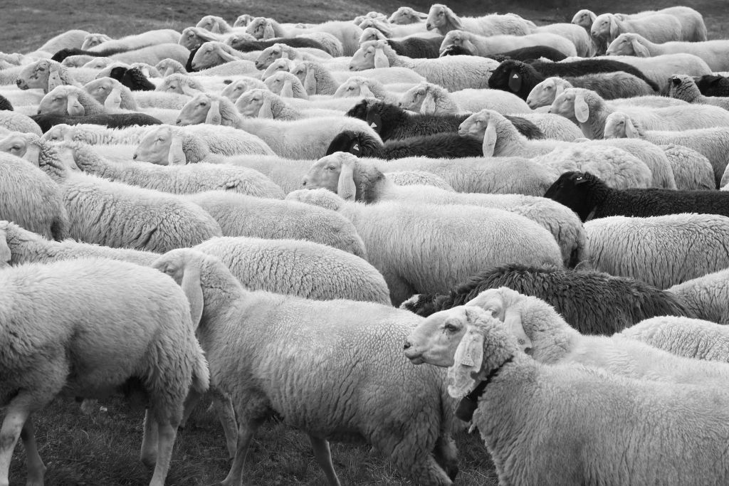 Zwart en witte schapen