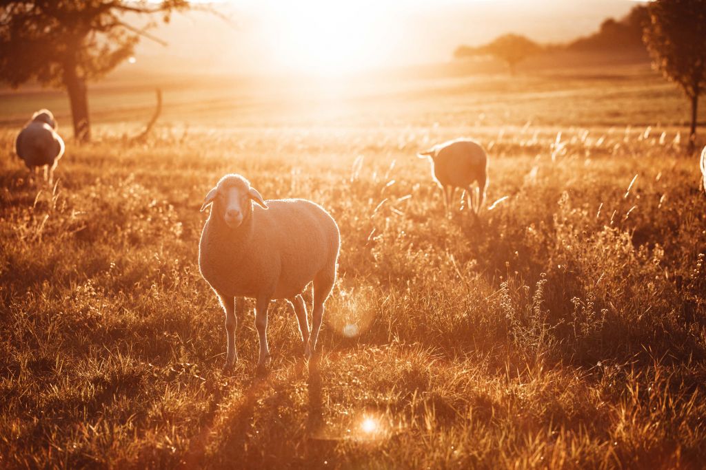 Schaap in prachtig weiland