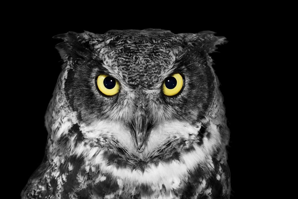 Close-up uil met gele ogen