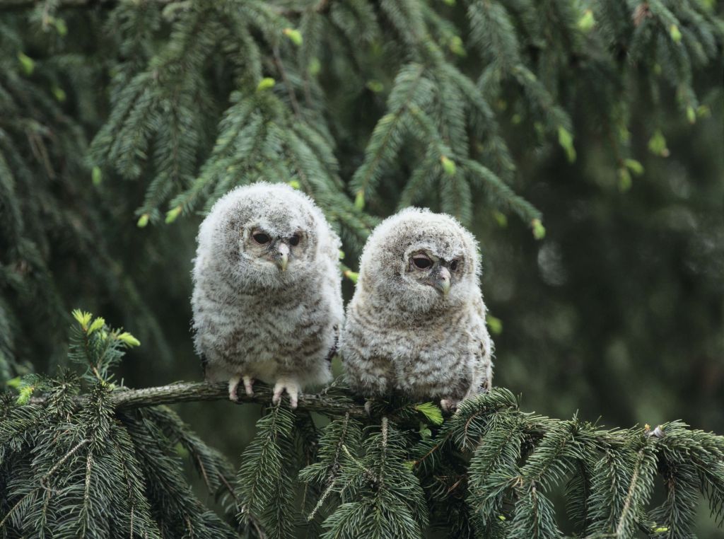 Twee uiltjes in een groen bos