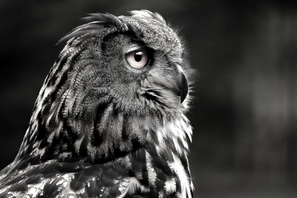 Close-up uil zwart-wit