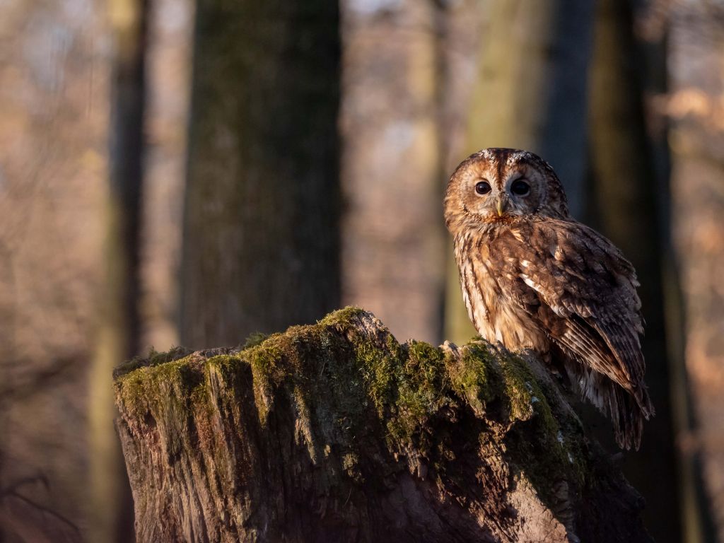 Uiltje op een afgebroken boom