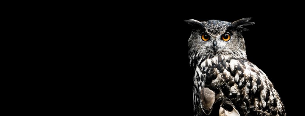 Uil in de duisternis